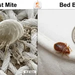 Dust Mites vs Bed Bugs: How to Tell the Difference