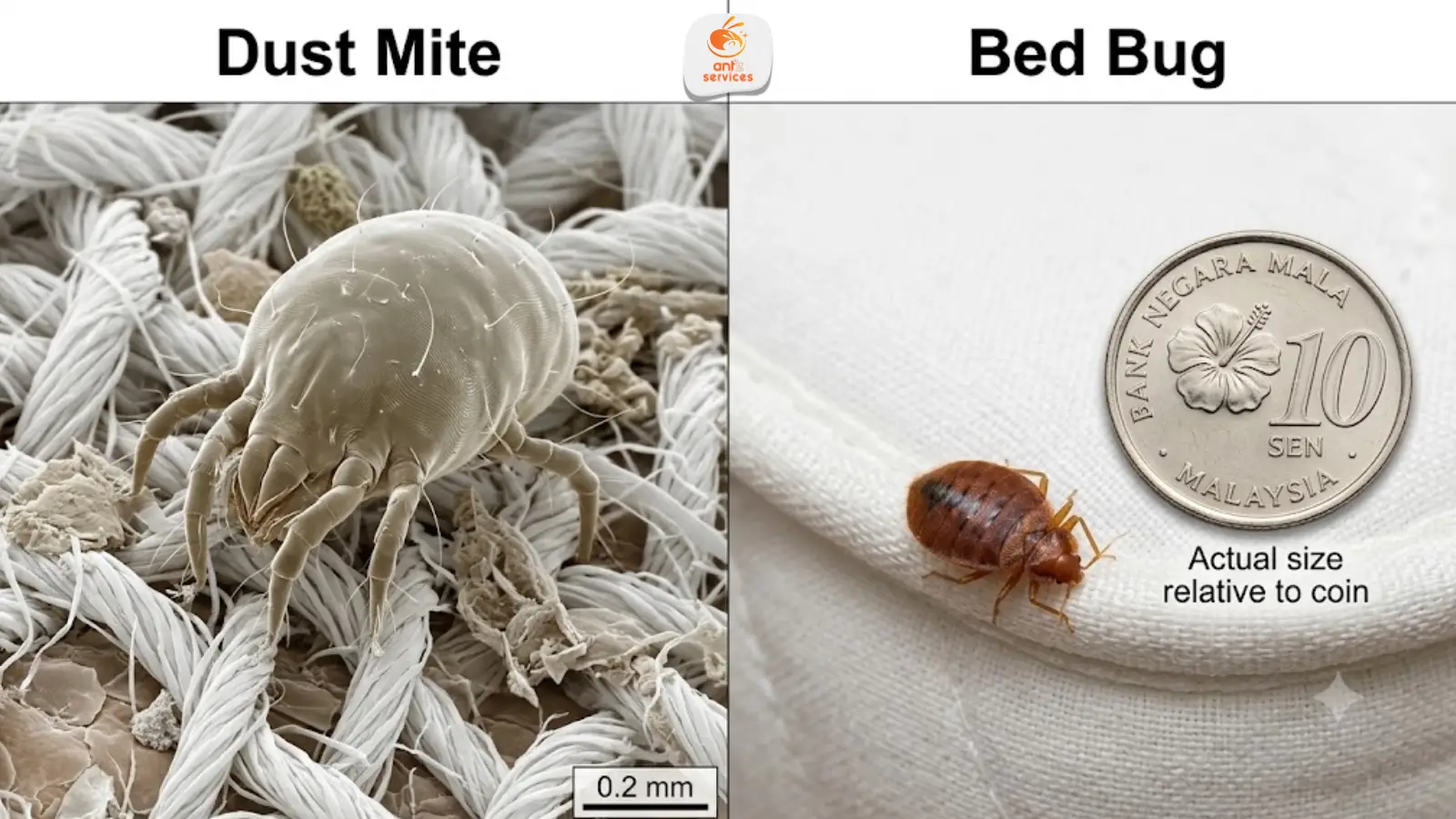 Dust Mites vs Bed Bugs: How to Tell the Difference
